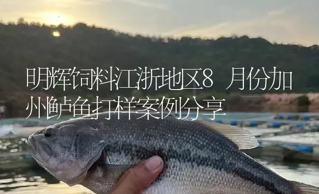 明辉饲料江浙地区8月份加州鲈鱼打样案例分享 | 淡水养殖