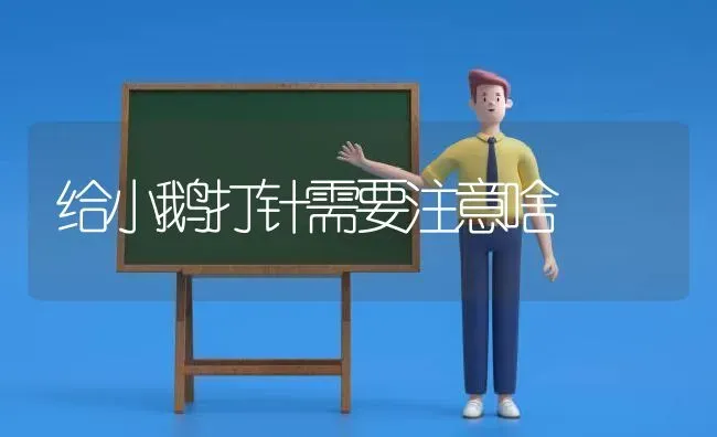给小鹅打针需要注意啥 | 家禽养殖