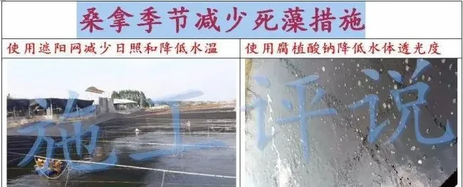 全国大面积高温天气，光照太长太强，池塘死藻多发的问题怎么解决？