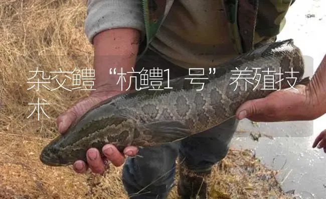 杂交鳢“杭鳢1号”养殖技术 | 淡水养殖