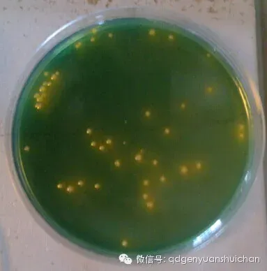 益倍康•噬菌专用在虾苗场的使用效果