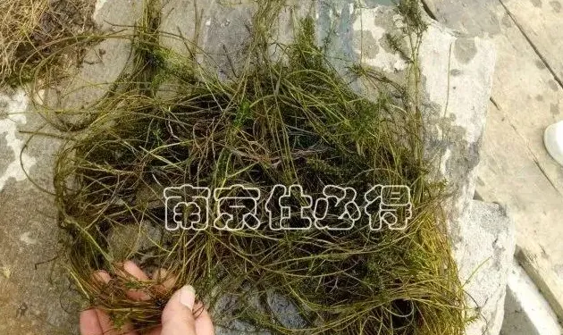 高温天天喊保草，河蟹龙虾养殖户为何现在不去搞？