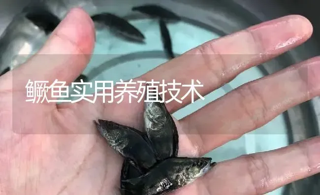 鳜鱼实用养殖技术 | 淡水养殖