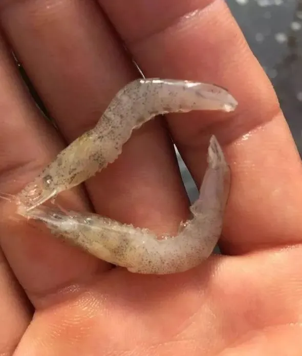 秋风起，弧菌成为南美白对虾养殖的头等大敌