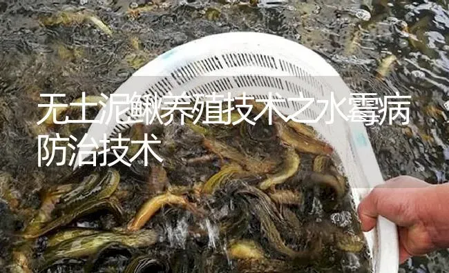 无土泥鳅养殖技术之水霉病防治技术 | 淡水养殖