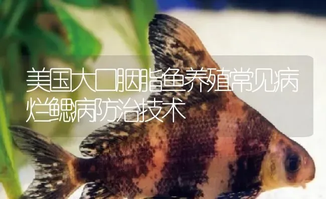 美国大口胭脂鱼养殖常见病烂鳃病防治技术 | 淡水养殖