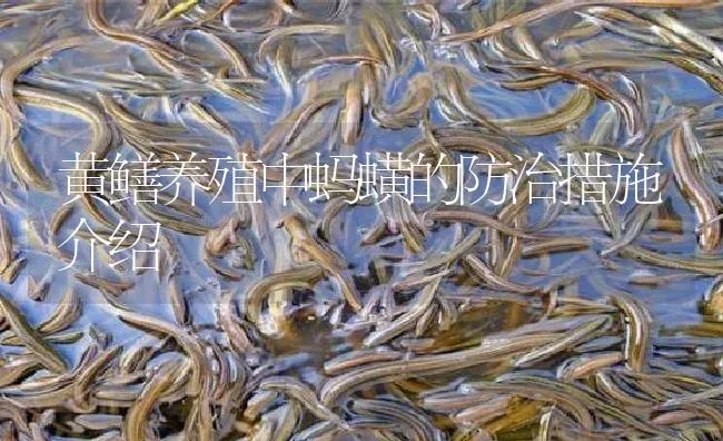 黄鳝养殖中蚂蟥的防治措施介绍 | 淡水养殖
