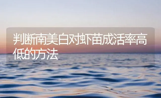 判断南美白对虾苗成活率高低的方法 | 海水养殖