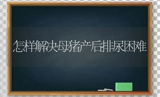 怎样解决母猪产后排尿困难 | 家畜养殖