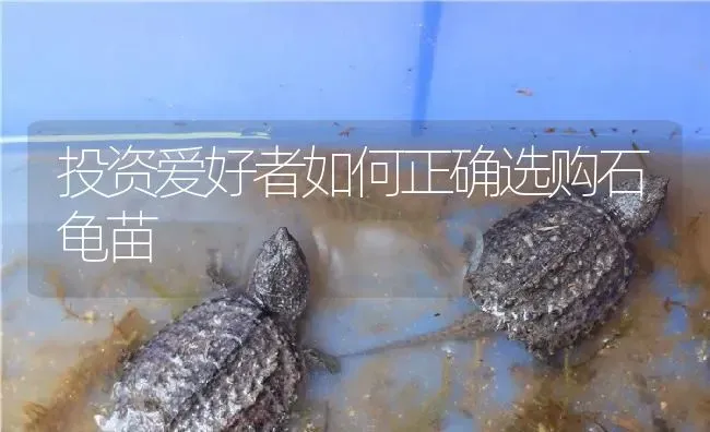 投资爱好者如何正确选购石龟苗 | 淡水养殖