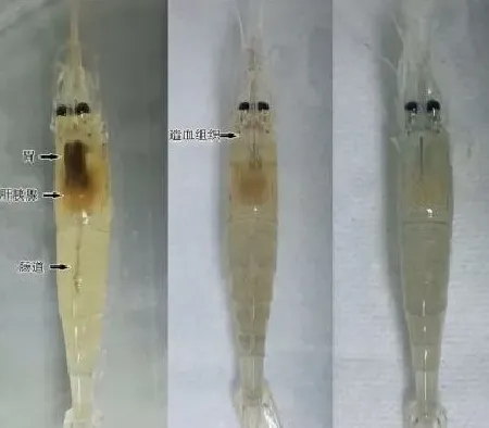 科普 | 重要水生动物疫病防控常识（虾类）