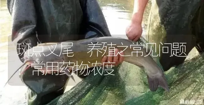 斑点叉尾鮰养殖之常见问题：常用药物浓度 | 养殖病虫害防治