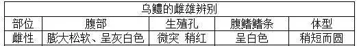 黑鱼养殖科学解读