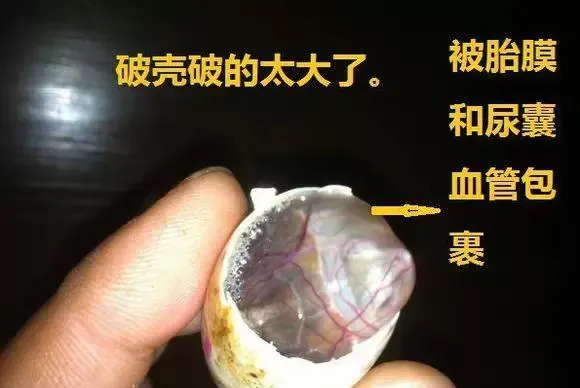 讲解珍稀龟孵化后期的人工破壳技术