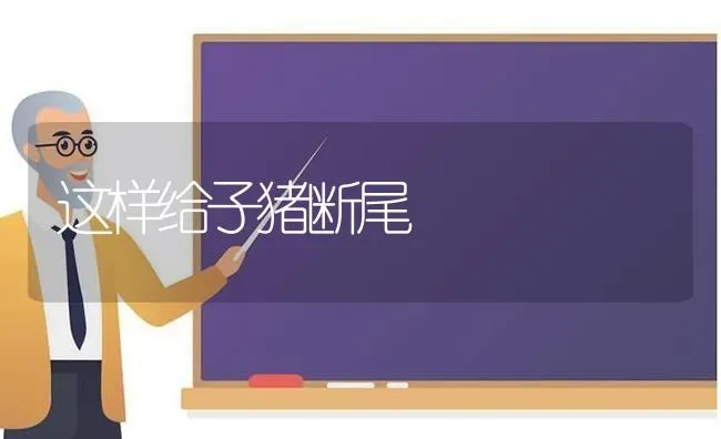 这样给子猪断尾 | 家畜养殖