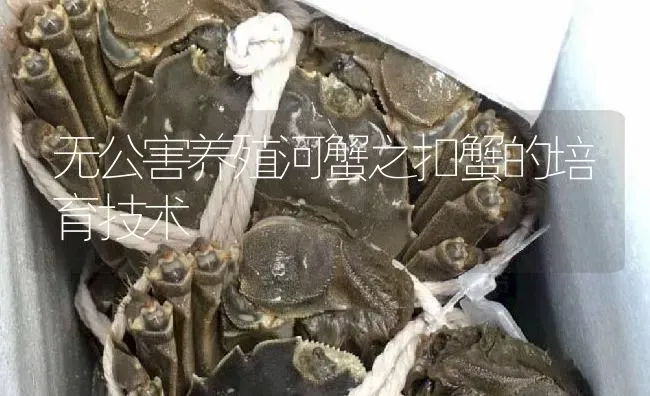 无公害养殖河蟹之扣蟹的培育技术 | 淡水养殖