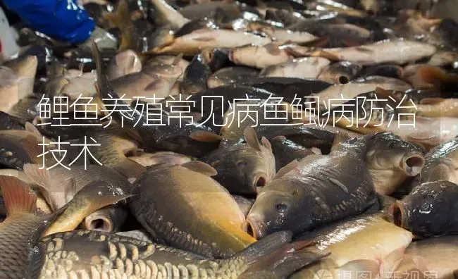 鲤鱼养殖常见病鱼鲺病防治技术 | 淡水养殖