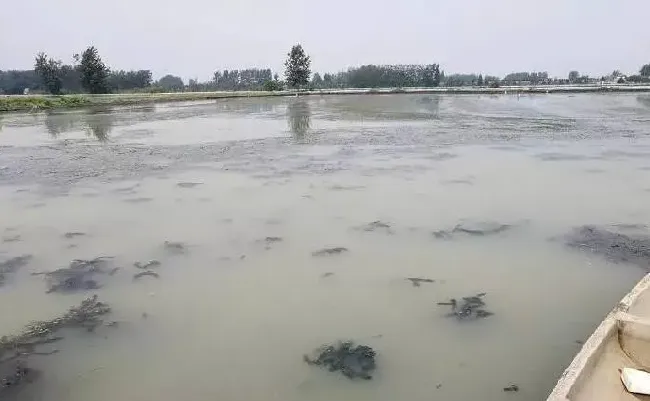 震惊！养殖池塘里面这么多问题竟都与“氧债”有关