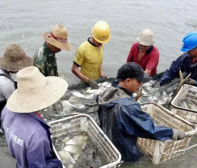 提高密度，引入膨化料，湖北仙桃鳊鱼产量翻一番