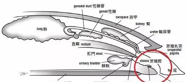 把根留住：龟龟阴茎脱垂如何处理？