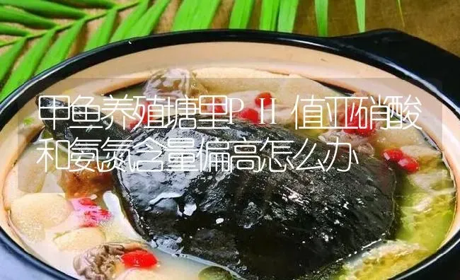 甲鱼养殖塘里PH值亚硝酸和氨氮含量偏高怎么办 | 淡水养殖