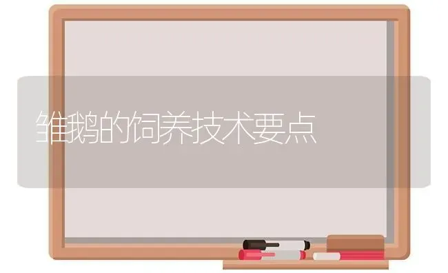 雏鹅的饲养技术要点 | 家禽养殖