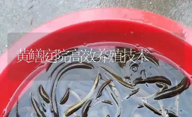 黄鳝庭院高效养殖技术 | 淡水养殖