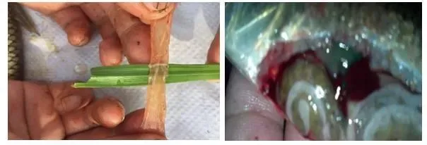 注意啦，草鱼常见的疾病已经来袭，您还在做什么？