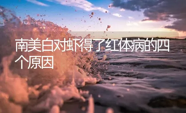 南美白对虾得了红体病的四个原因 | 海水养殖