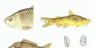 碘泡虫病的症状及防治技术（图）