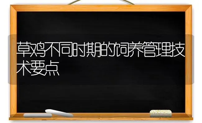 草鸡不同时期的饲养管理技术要点 | 家禽养殖