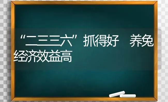 “二三三六”抓得好 养兔经济效益高 | 家畜养殖