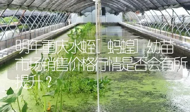 明年重庆水蛭[蚂蝗]幼苗市场销售价格行情是否会有所提升？ | 特种养殖