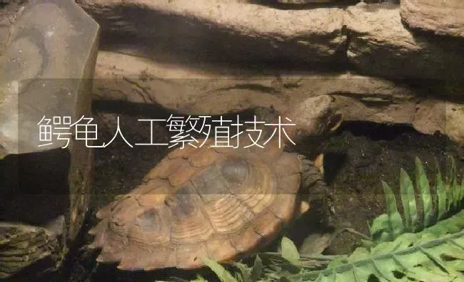 鳄龟人工繁殖技术 | 淡水养殖