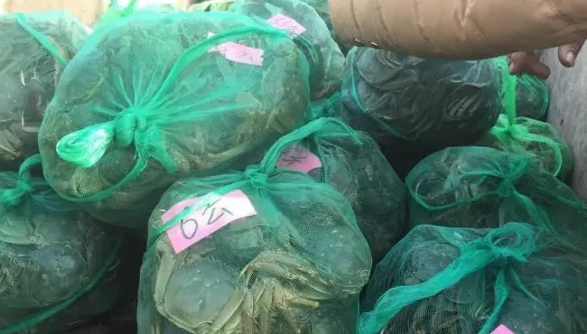 苗种基因牛，成蟹会大吗？追踪大规格父母本育种实验