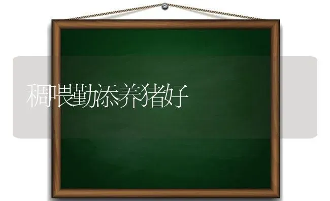 稠喂勤添养猪好 | 家畜养殖