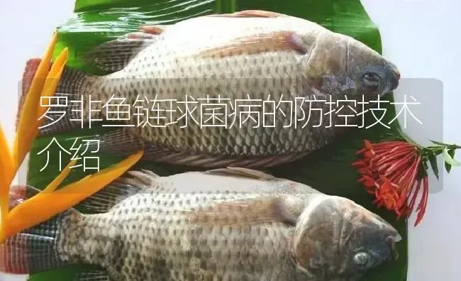 罗非鱼链球菌病的防控技术介绍 | 淡水养殖