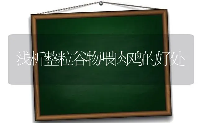 浅析整粒谷物喂肉鸡的好处 | 家禽养殖