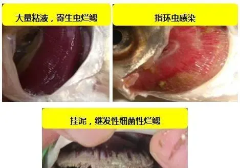 注意啦，草鱼常见的疾病已经来袭，您还在做什么？
