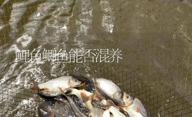 鲤鱼鲫鱼能否混养 | 淡水养殖