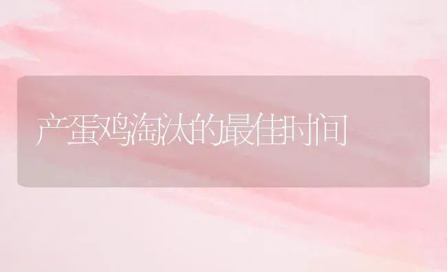 产蛋鸡淘汰的最佳时间 | 家禽养殖