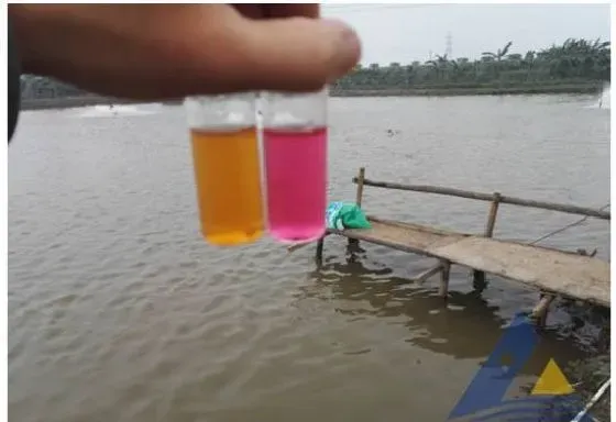 菌制剂使用不当造成美国红鱼急性亚硝酸盐中毒