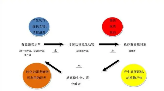 养殖小龙虾多年，你是否知道在养什么—谈池塘生态系统