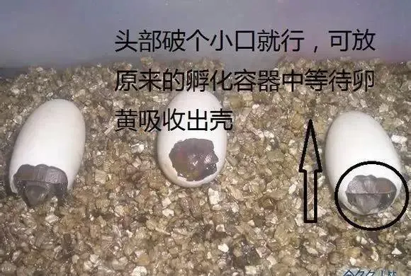 讲解珍稀龟孵化后期的人工破壳技术