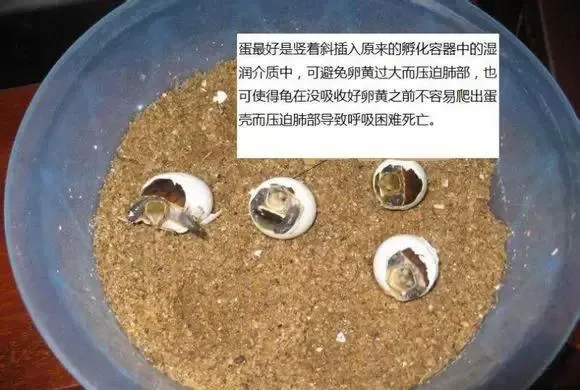 讲解珍稀龟孵化后期的人工破壳技术