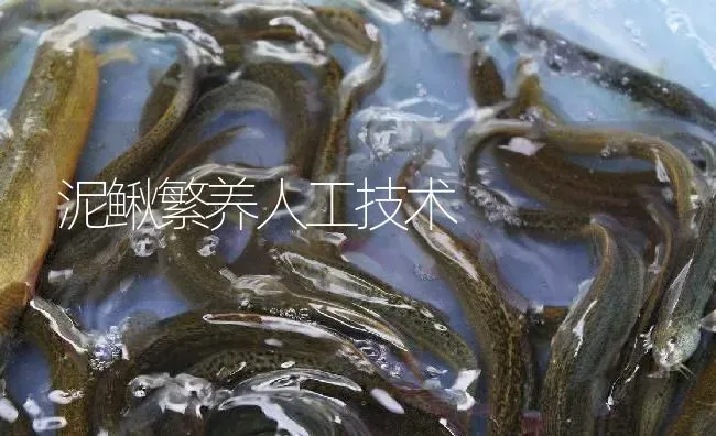 泥鳅繁养人工技术 | 淡水养殖