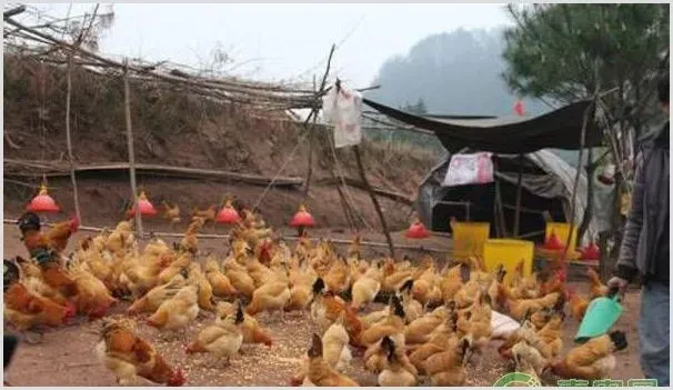 养鸡的常见疾病 常用兽药推荐 | 养殖常识