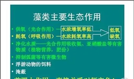 南美白对虾露天养殖池塘里藻类的主要生态作用