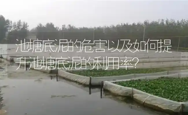 池塘底泥的危害以及如何提升池塘底泥的利用率？ | 特种养殖