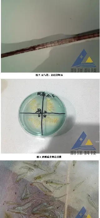 南美白对虾急性气泡病继发弧菌感染一例